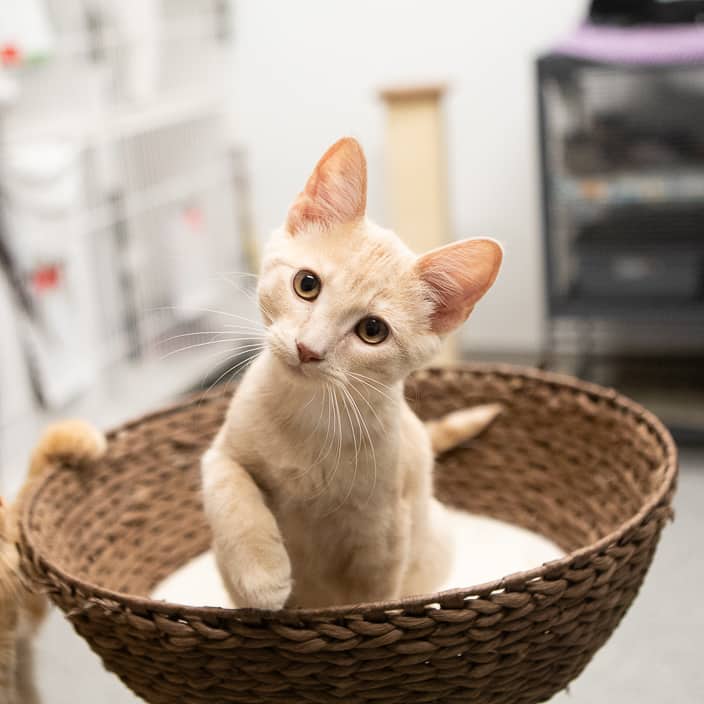 Frito - null cat available for adoption at ARF Alberta in Calgary