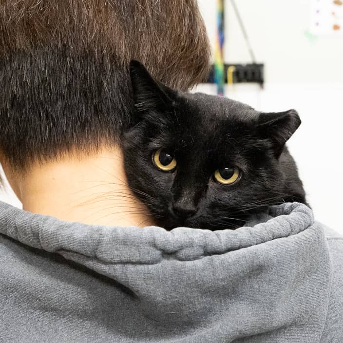 Cinder - null cat available for adoption at ARF Alberta in Calgary