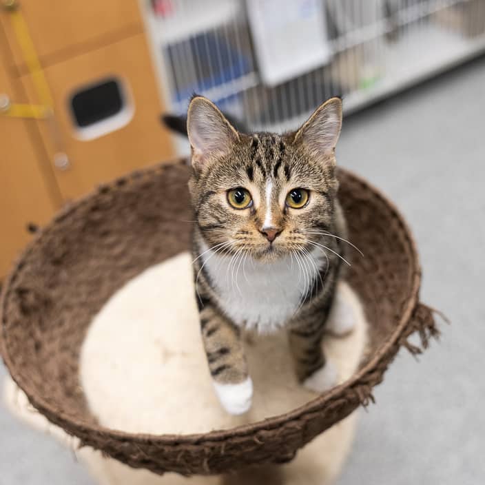 Kealan - null cat available for adoption at ARF Alberta in Calgary