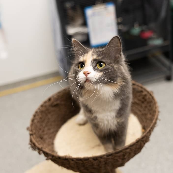 Millie - null cat available for adoption at ARF Alberta in Calgary