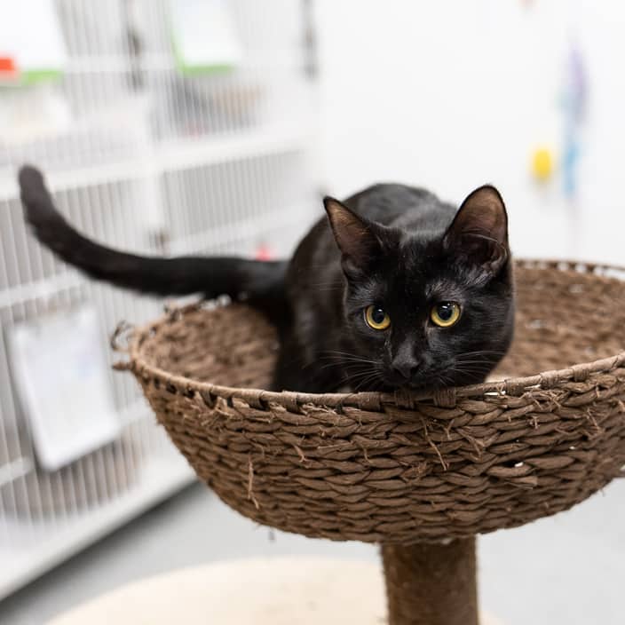 Winnie - null cat available for adoption at ARF Alberta in Calgary