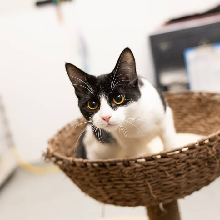 Elsie - null cat available for adoption at ARF Alberta in Calgary