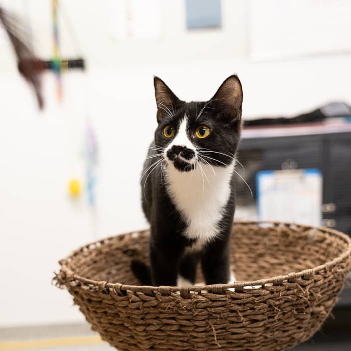 Nellie - null cat available for adoption at ARF Alberta in Calgary