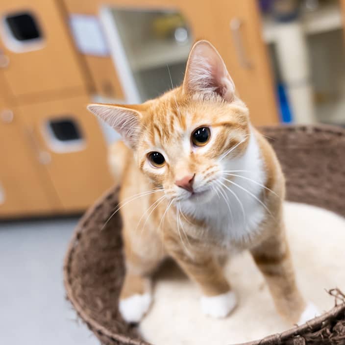 Teddy - null cat available for adoption at ARF Alberta in Calgary