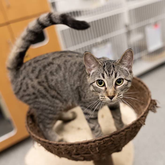 Peaches - null cat available for adoption at ARF Alberta in Calgary