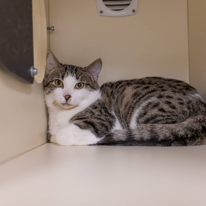 Cream - null cat available for adoption at ARF Alberta in Calgary