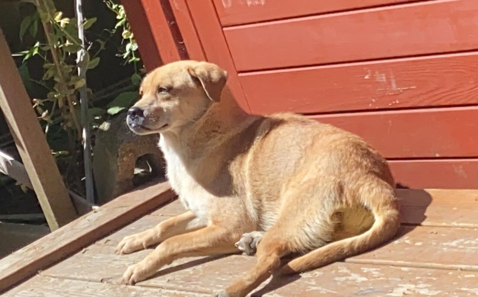 Luna - Mixed Breed available for adoption in Calgary