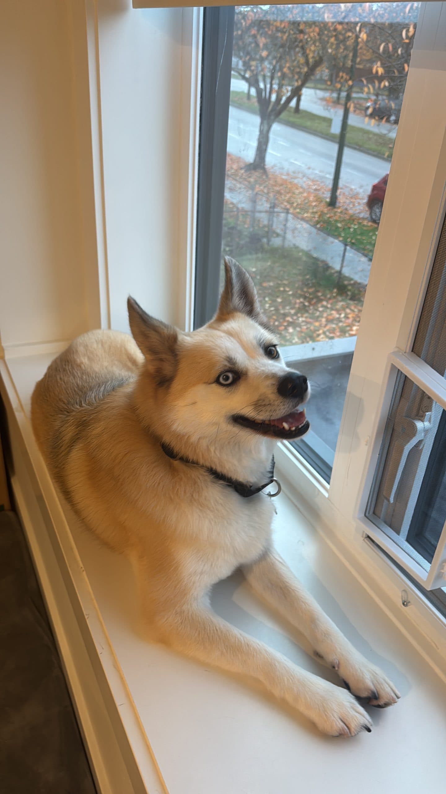 Miku - Pomsky Mix available for adoption in Calgary
