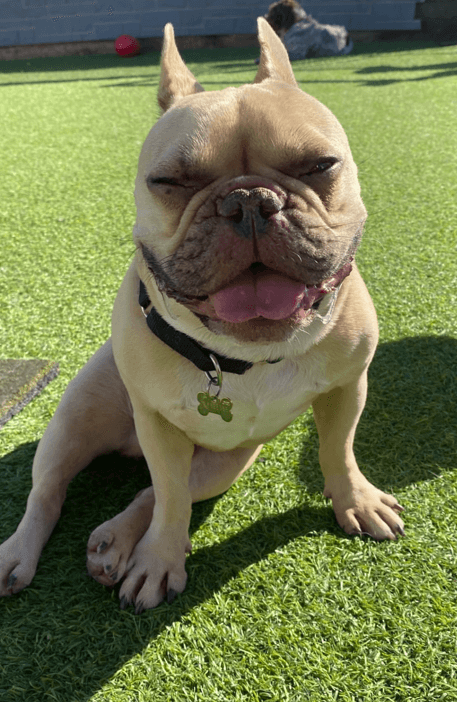 Drako - Lilac French Bulldog available for adoption in Calgary