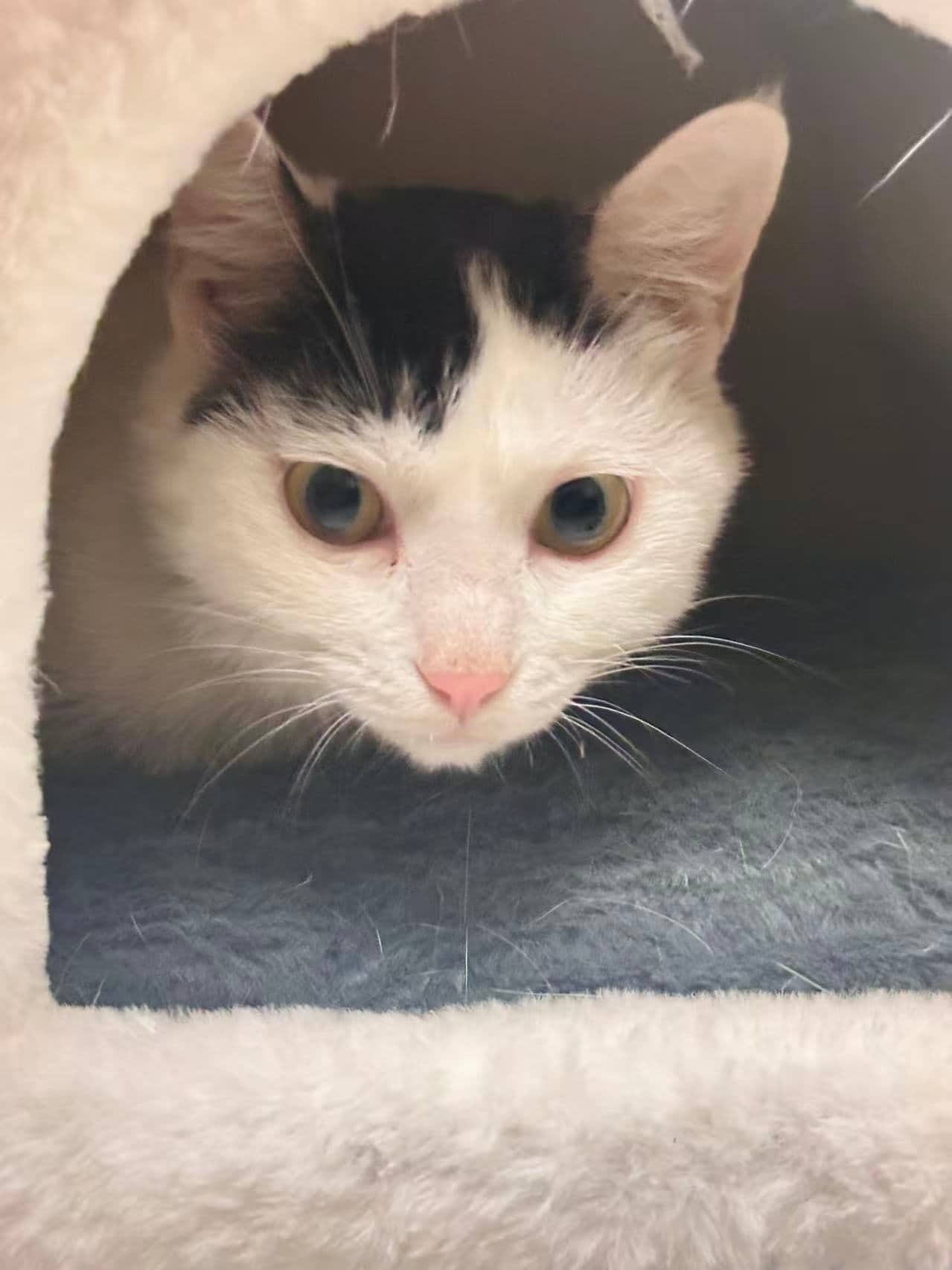 FiFi - Domestic Shorthair cat available for adoption at Baibao Rescue and Adoption Society in Vancouver