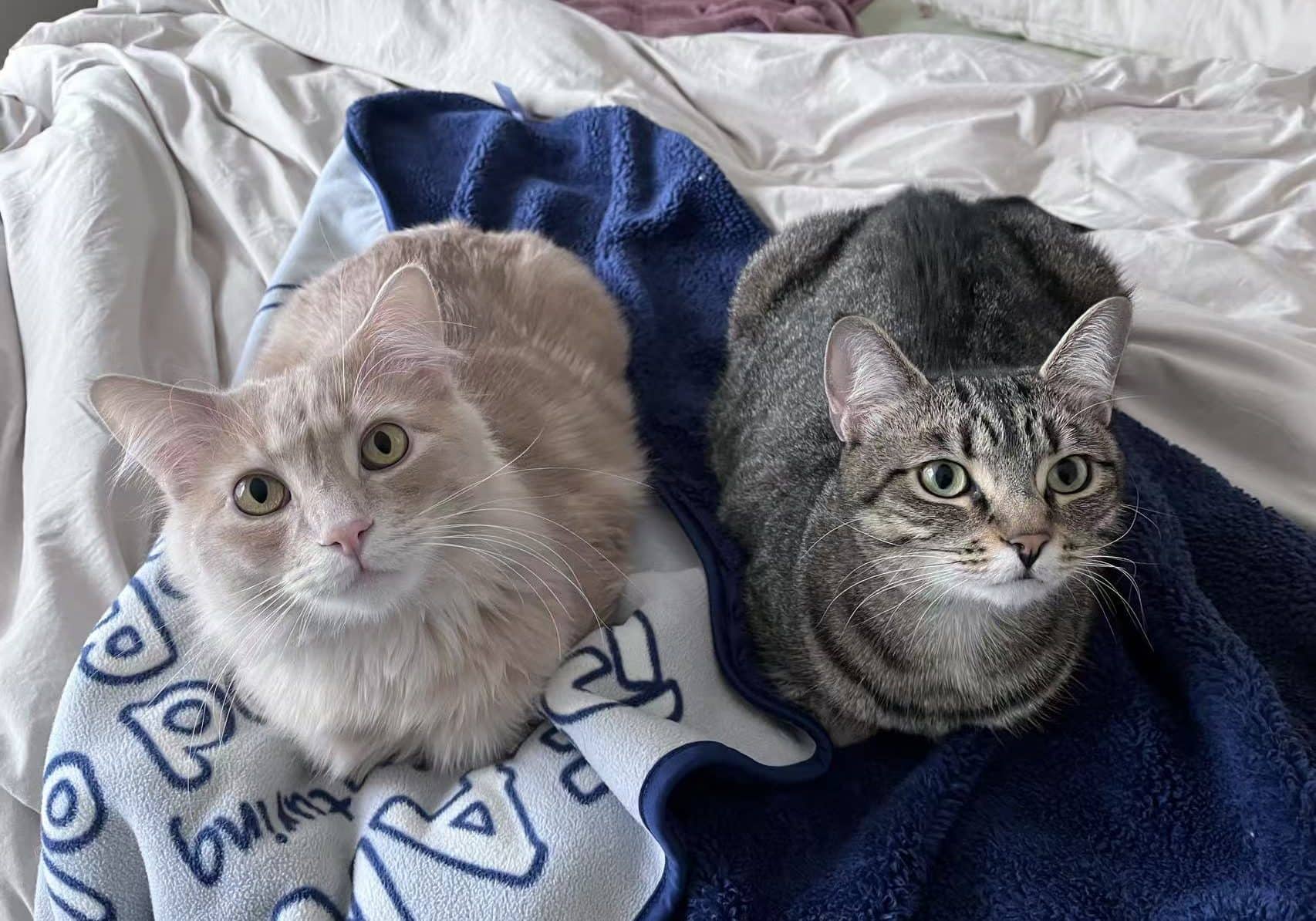Hoogie & 2500 - Domestic Shorthair cat available for adoption at Baibao Rescue and Adoption Society in Vancouver