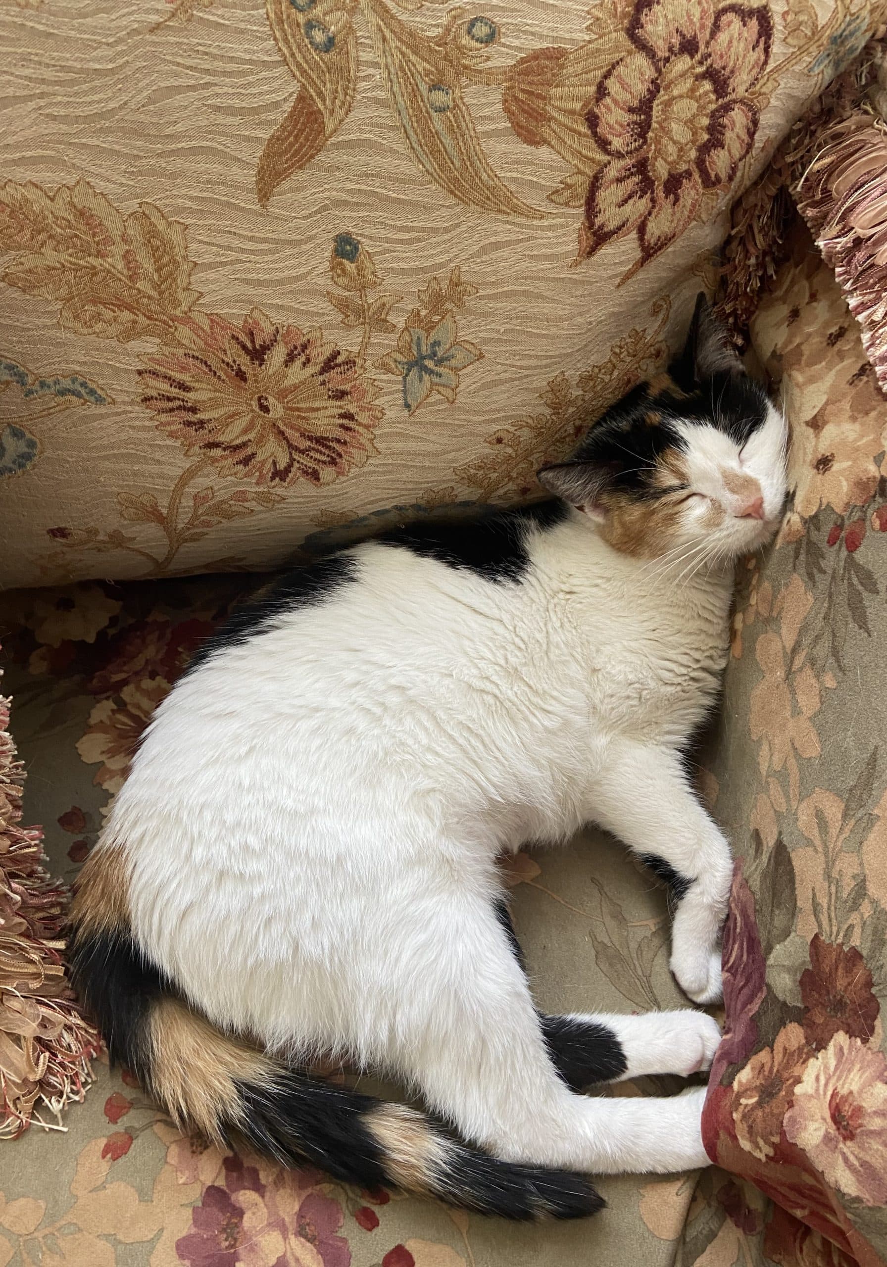 Nina - Calico cat available for adoption in Calgary
