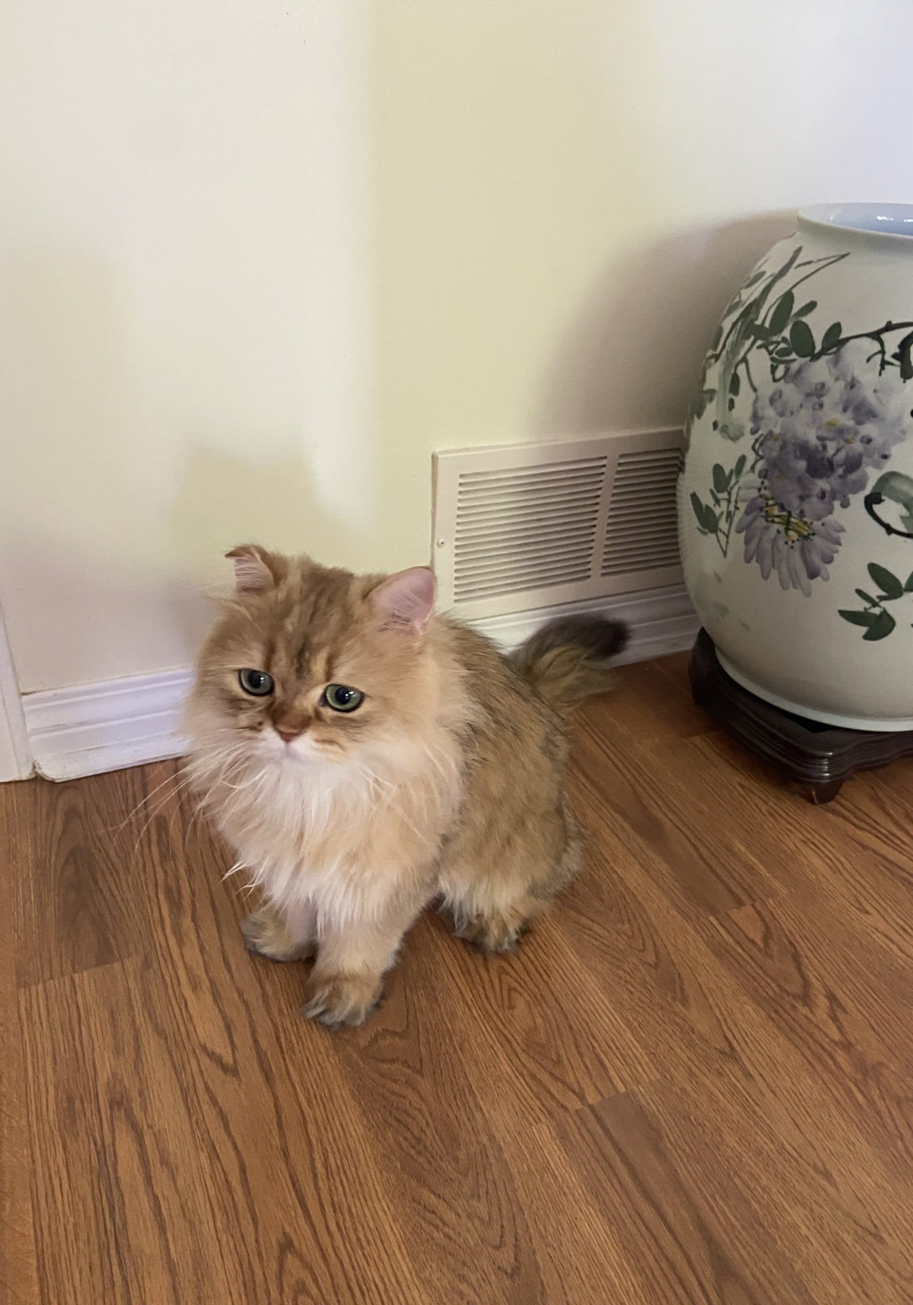 Mimi - British Shorthair cat available for adoption in British Columbia