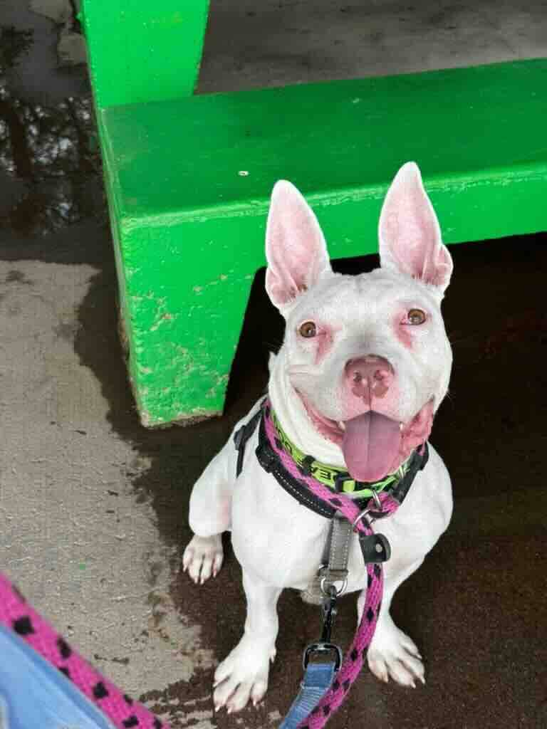 Pip - Pit Bull Terrier Mix available for adoption in Alberta