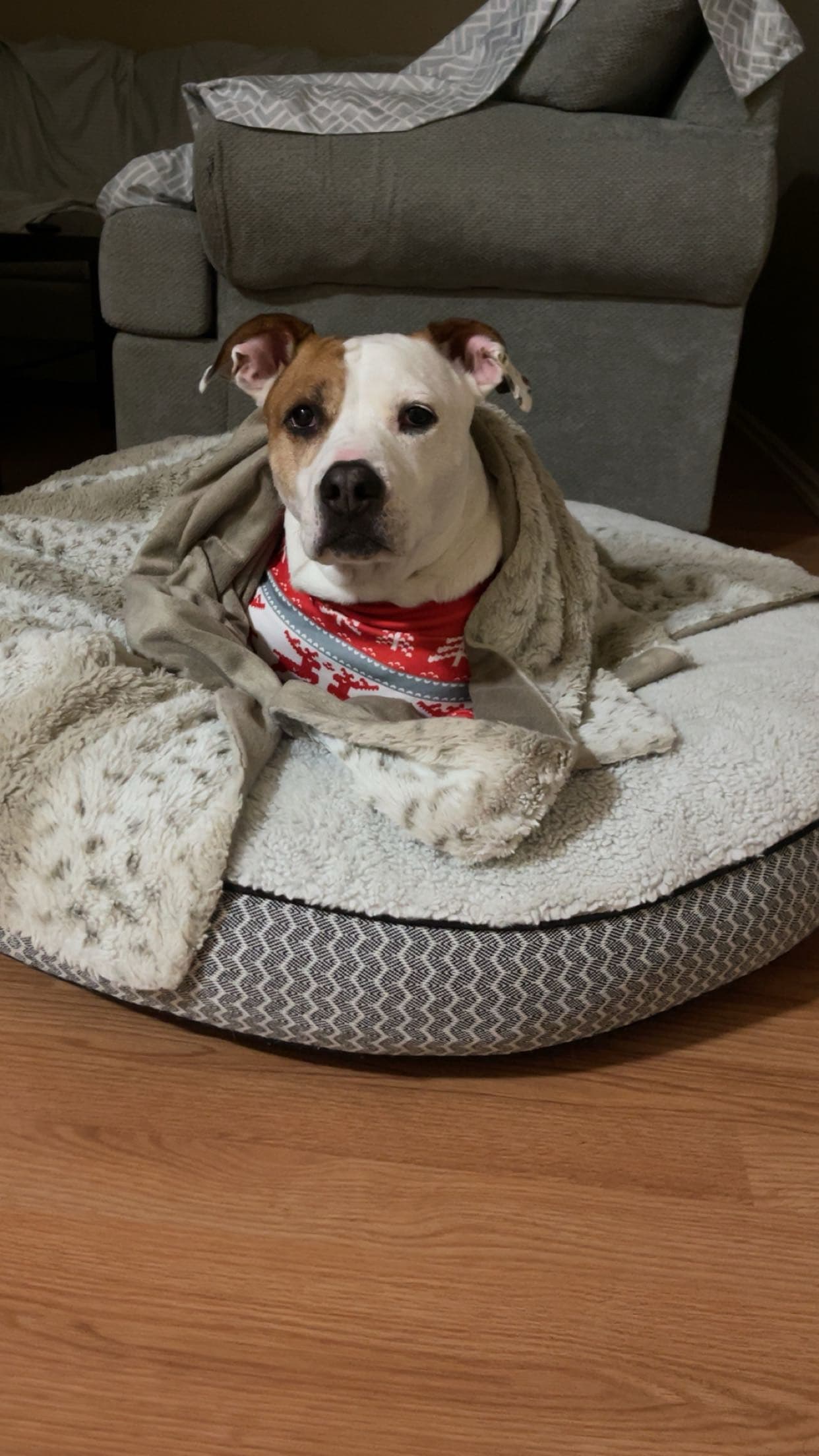 Rayne - Pit Bull Terrier Mix available for adoption at BARCS Rescue in Calgary