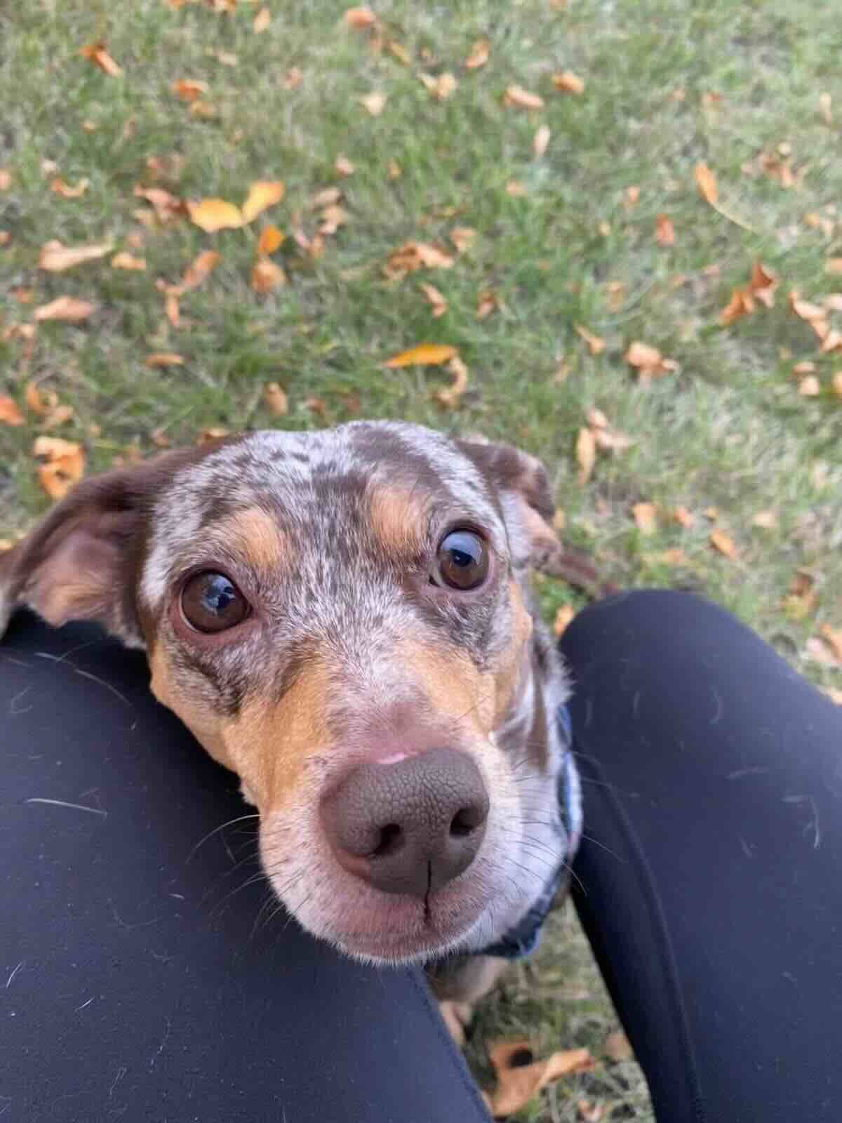 Pepsi - Dachshund Mix available for adoption in Alberta