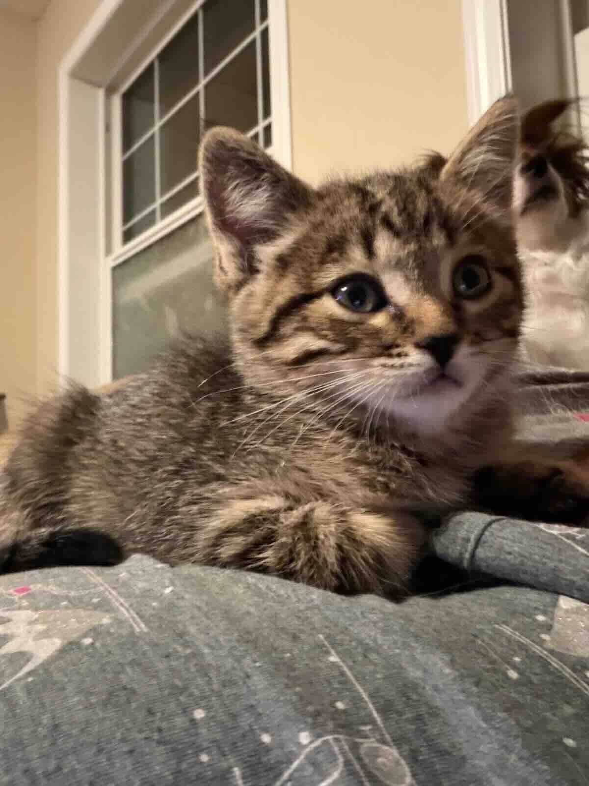 Mantis - Domestic Medium Hair cat available for adoption at BARCS Rescue in Calgary (1 of 3)