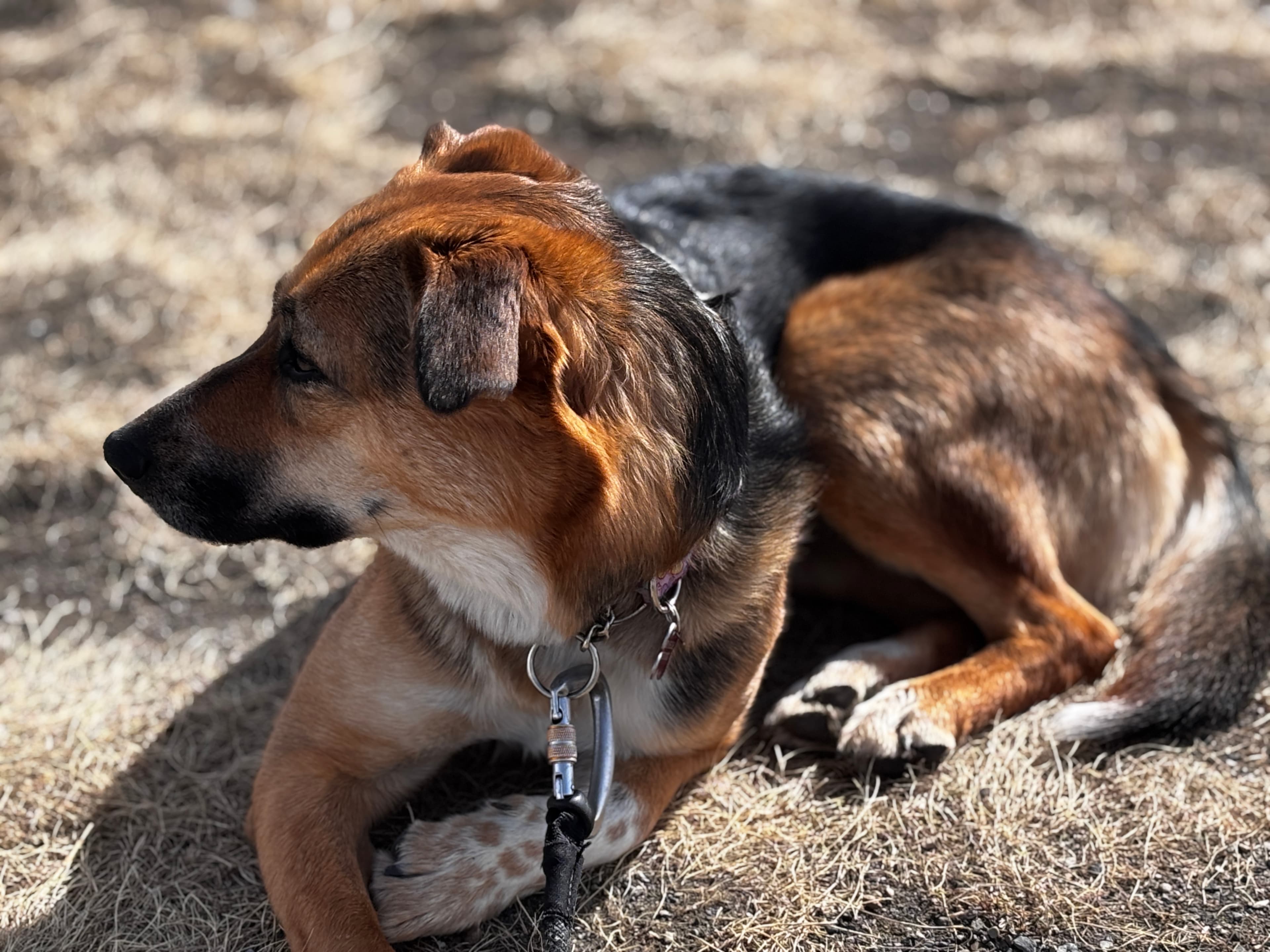 Hollywood - Shepherd Mix available for adoption at BARCS Rescue in Calgary
