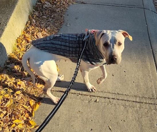 Dee Dee - Bully Mix available for adoption in Calgary