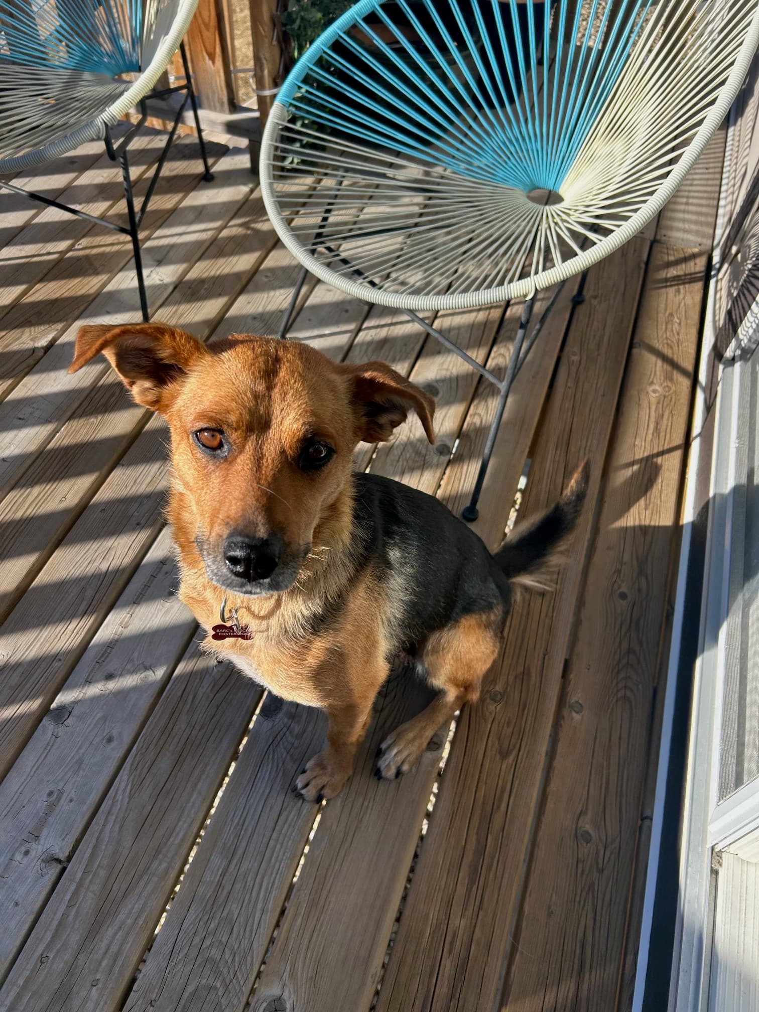 Twiggy - Shepherd Mix available for adoption at BARCS Rescue in Calgary