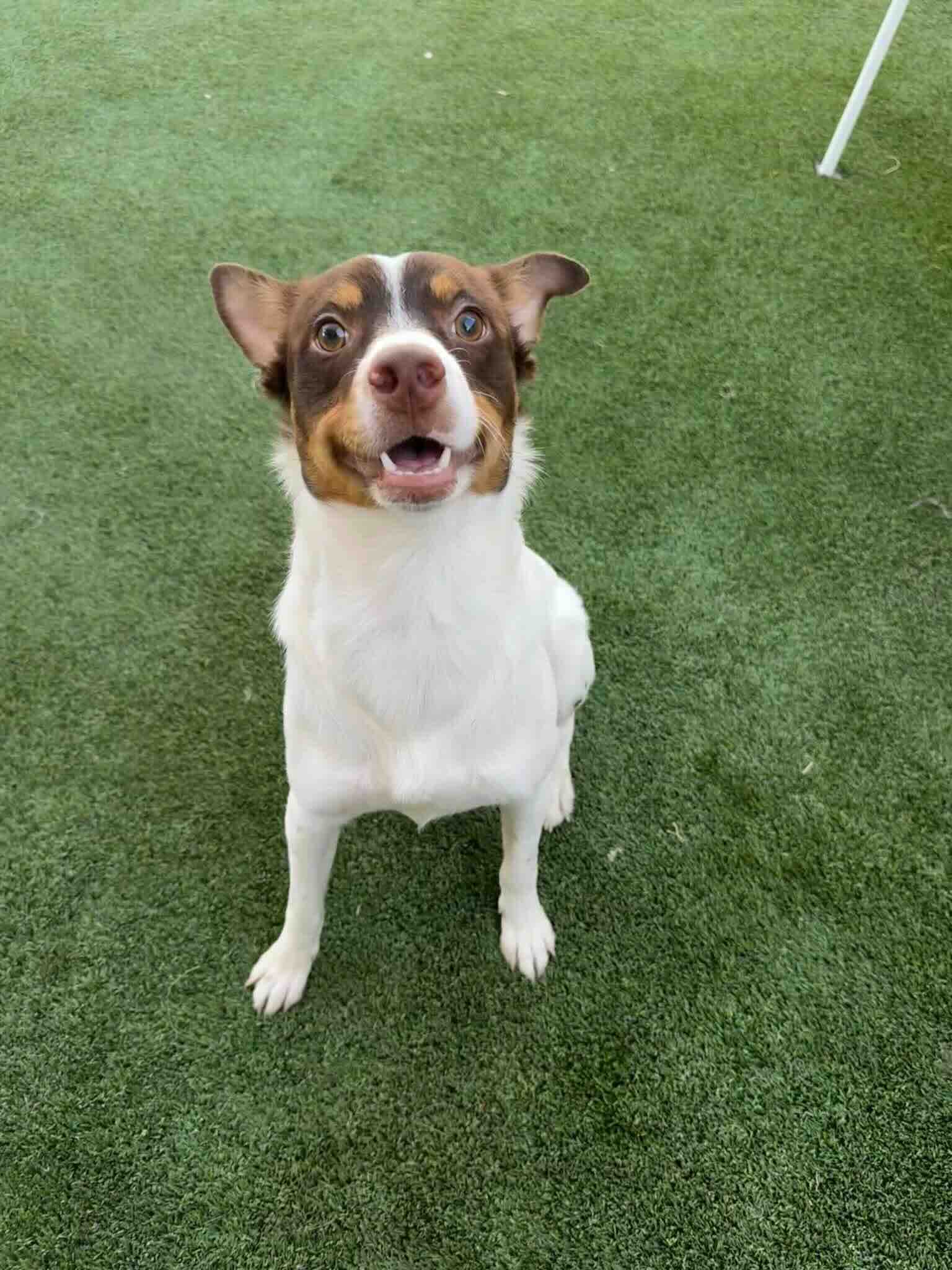 Trenton - Jack Russell Terrier Mix available for adoption in Alberta
