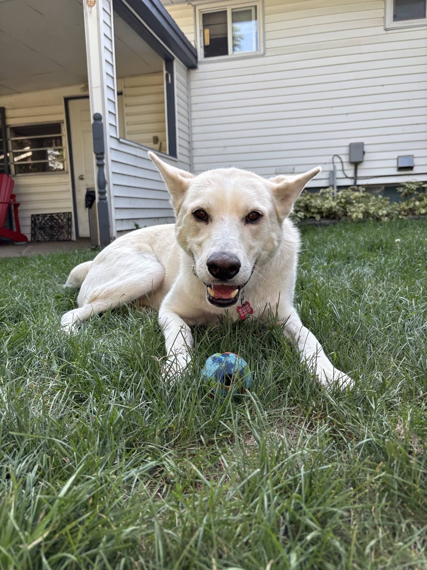 Tre - Lab/Husky Mix available for adoption
