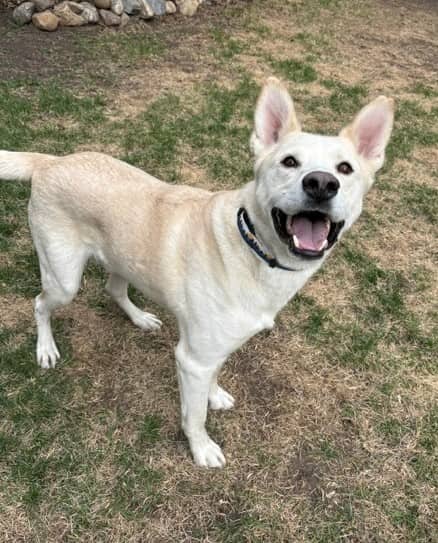 Tre - Lab/Husky Mix available for adoption