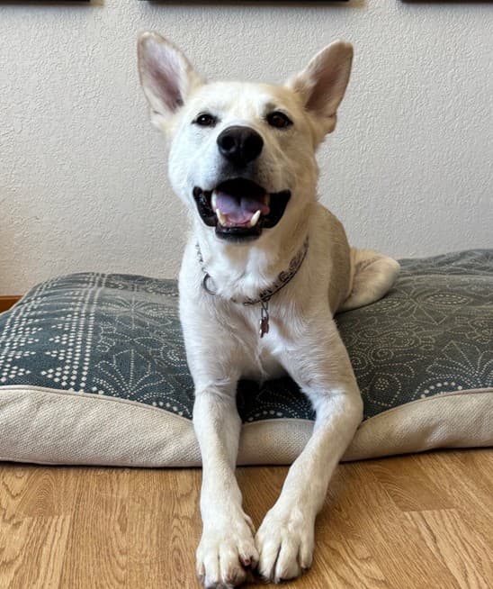 Tre - Lab/Husky Mix available for adoption at BARCS Rescue in Calgary