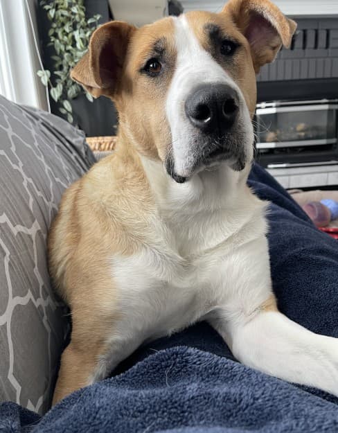 Baby Girl - Kangal / Black Mouth Cur Mix available for adoption