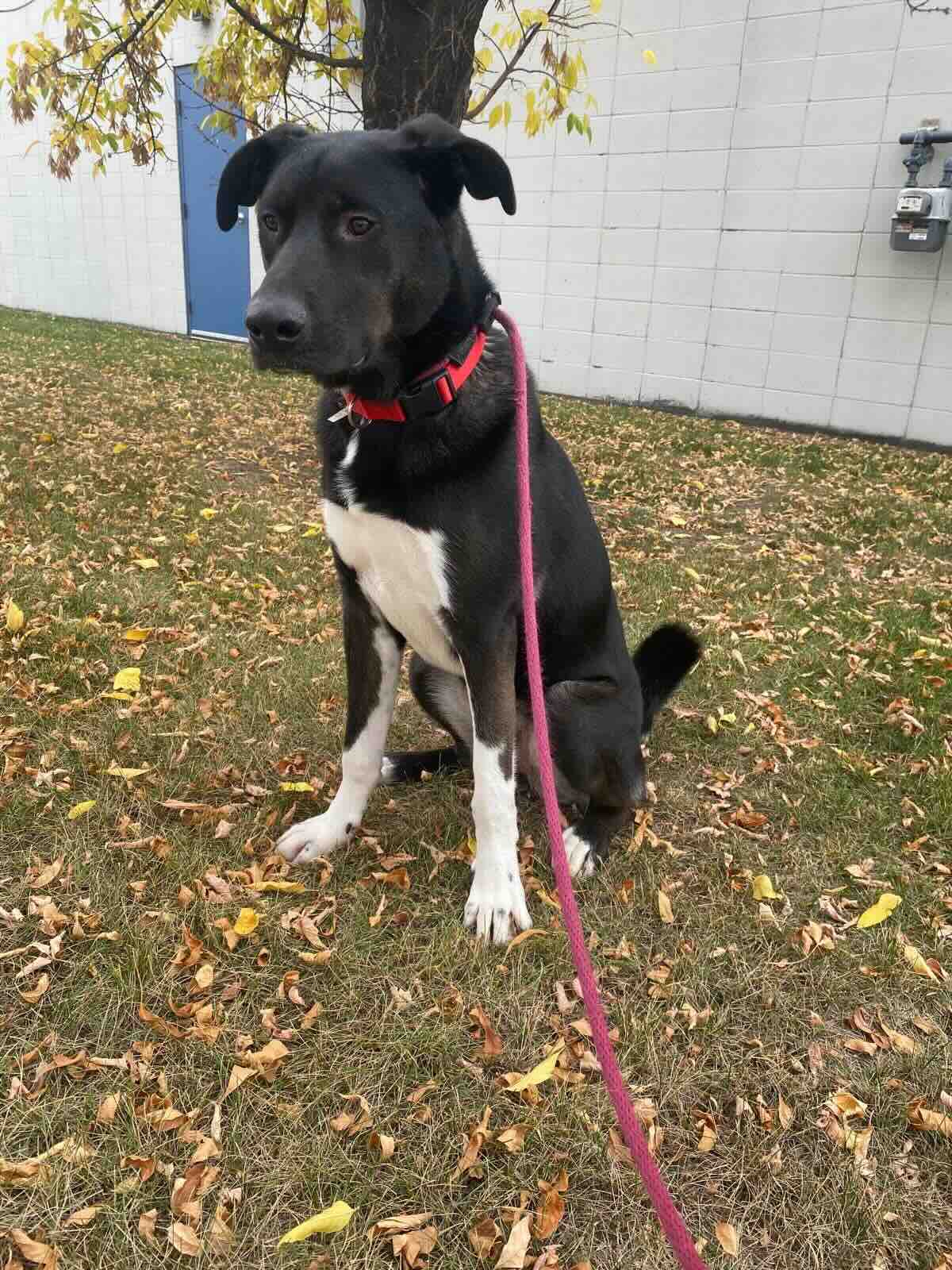 Val (Knightly) - Kangal/Black Mouth Cur Mix available for adoption in Alberta