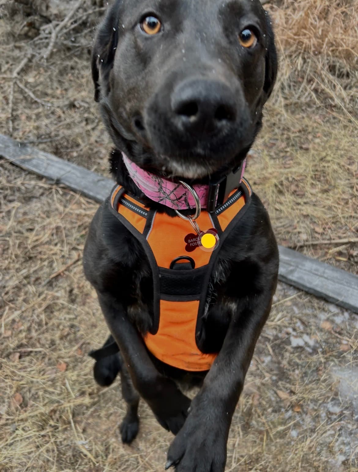 Kiah - Lab Mix available for adoption in Calgary
