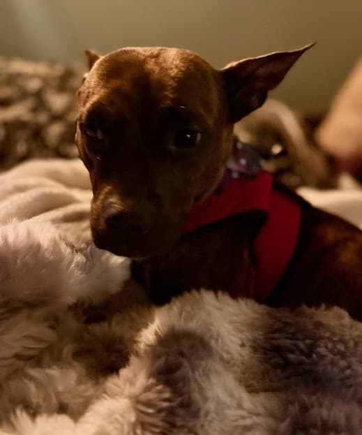 Tamagotchi - Boxer/Boston Terrier Mix available for adoption at BARCS Rescue in Calgary