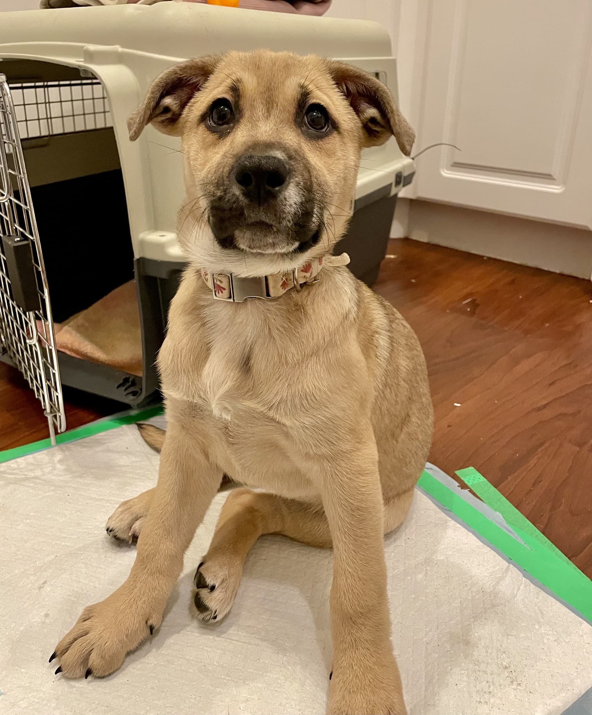 Columbia - Lab/Shepherd Mix available for adoption at BARCS Rescue in Calgary