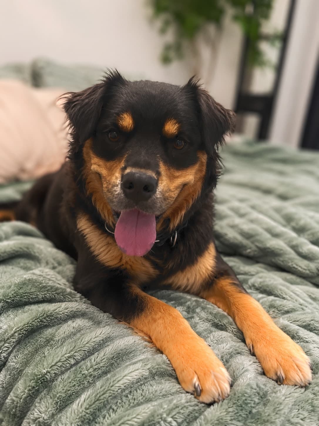 Eugene - Rottweiler/Shepherd Mix available for adoption in Calgary