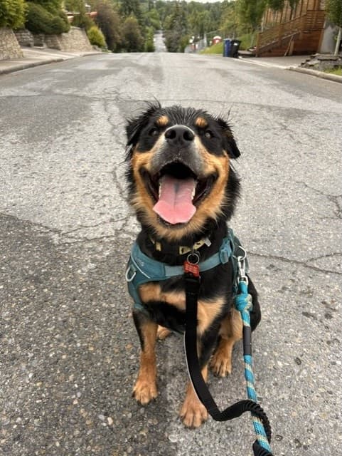 Eugene - Rottweiler/Shepherd Mix available for adoption