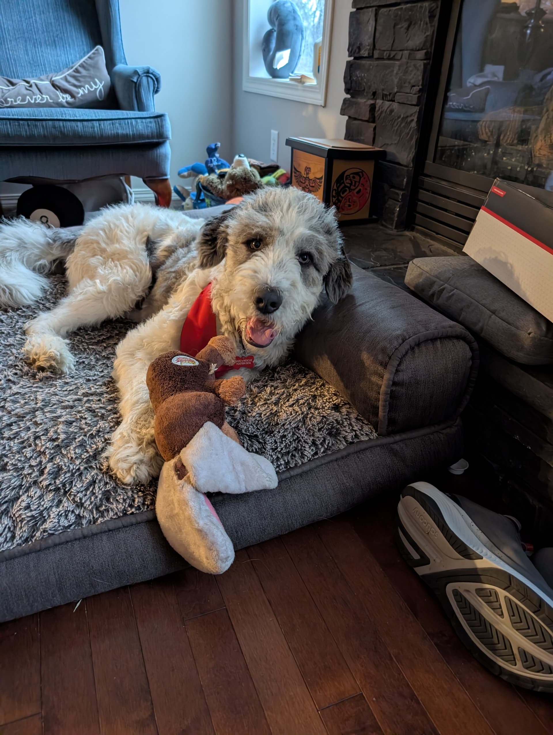 Tex - Standard Poodle Mix available for adoption in Alberta