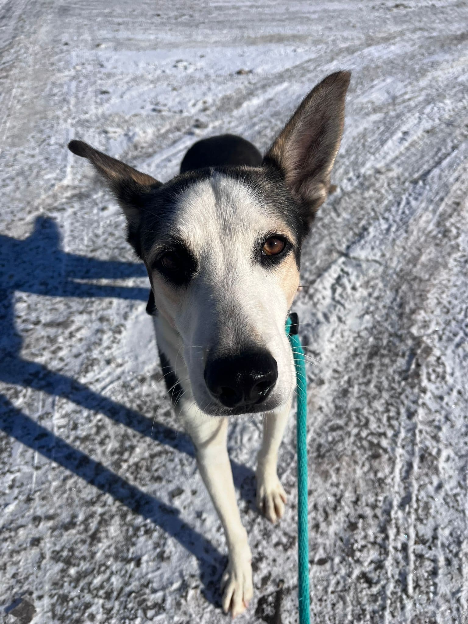 Alpha - Shepherd Mix available for adoption in Calgary