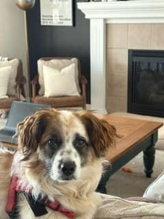 Colt - Welsh Corgi Mix available for adoption