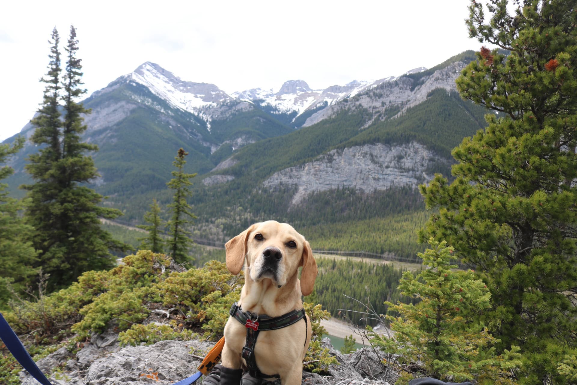 Honky Tonk - Beagle Mix available for adoption in Alberta