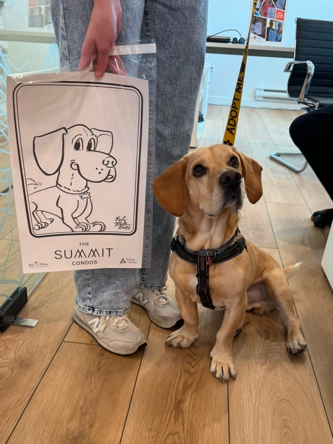 Honky Tonk - Beagle Mix available for adoption in Alberta