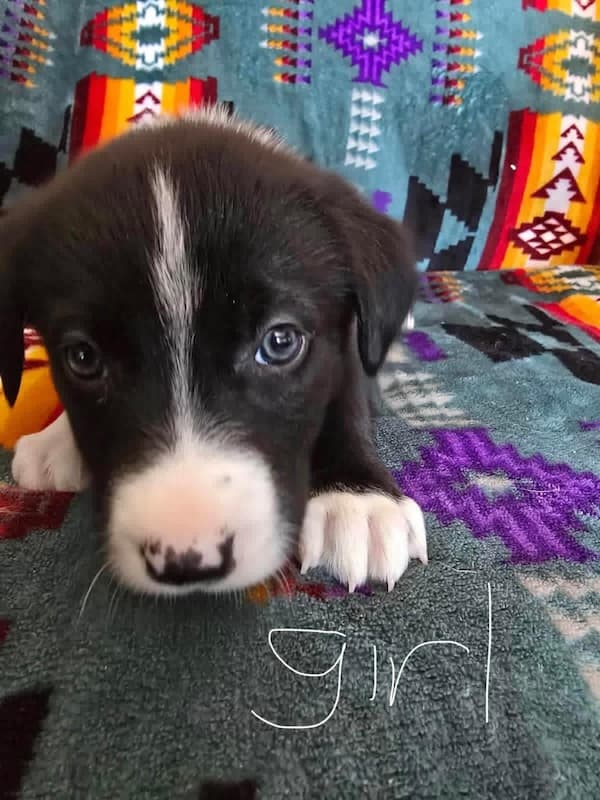 Honey Mustard - Bernese Mountain Dog/Lab/Mastiff Mix available for adoption at BARCS Rescue in Calgary