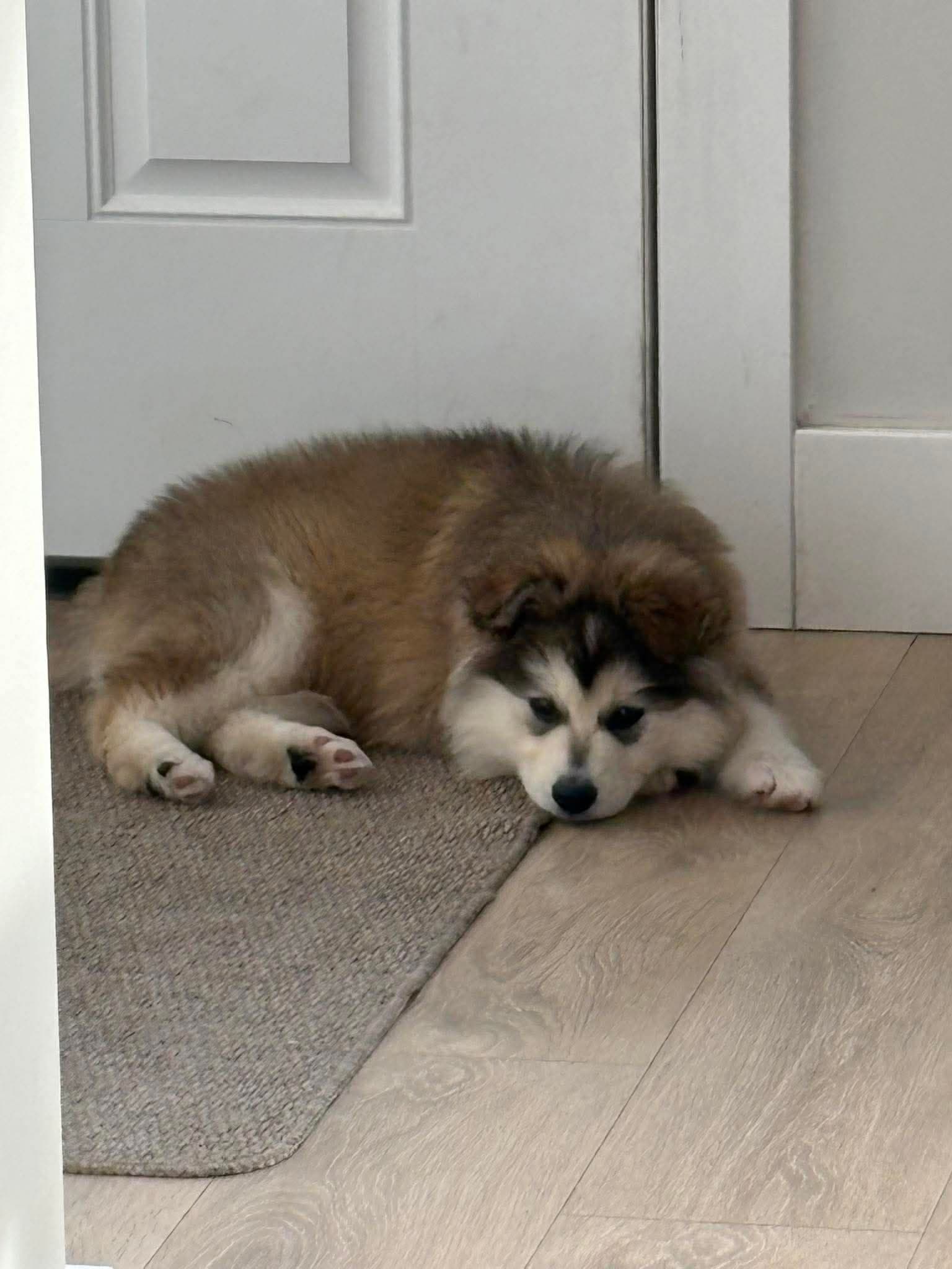 Bernie - Siberian Husky Mix available for adoption in Calgary