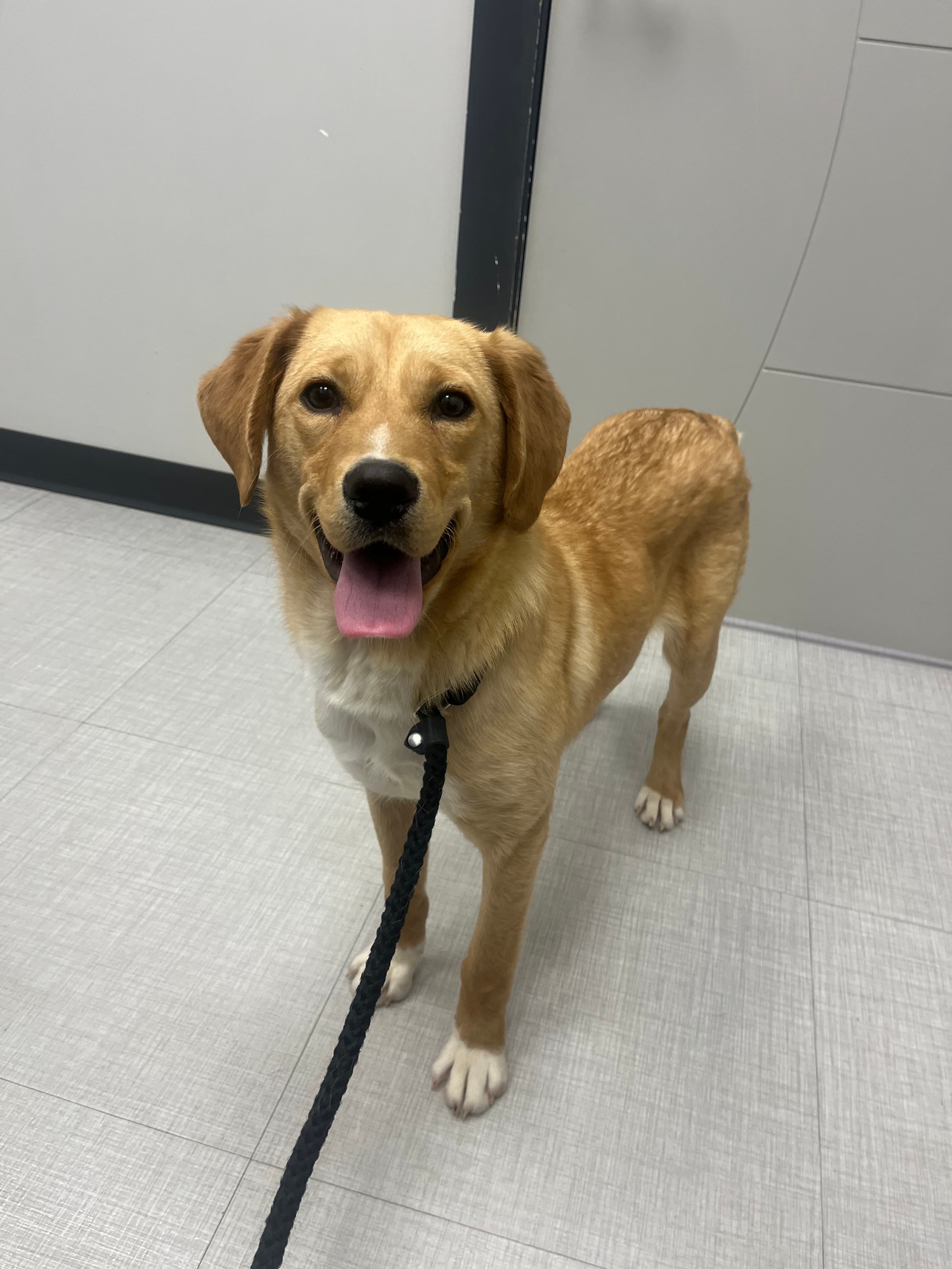 Apple - Lab Mix available for adoption in Calgary