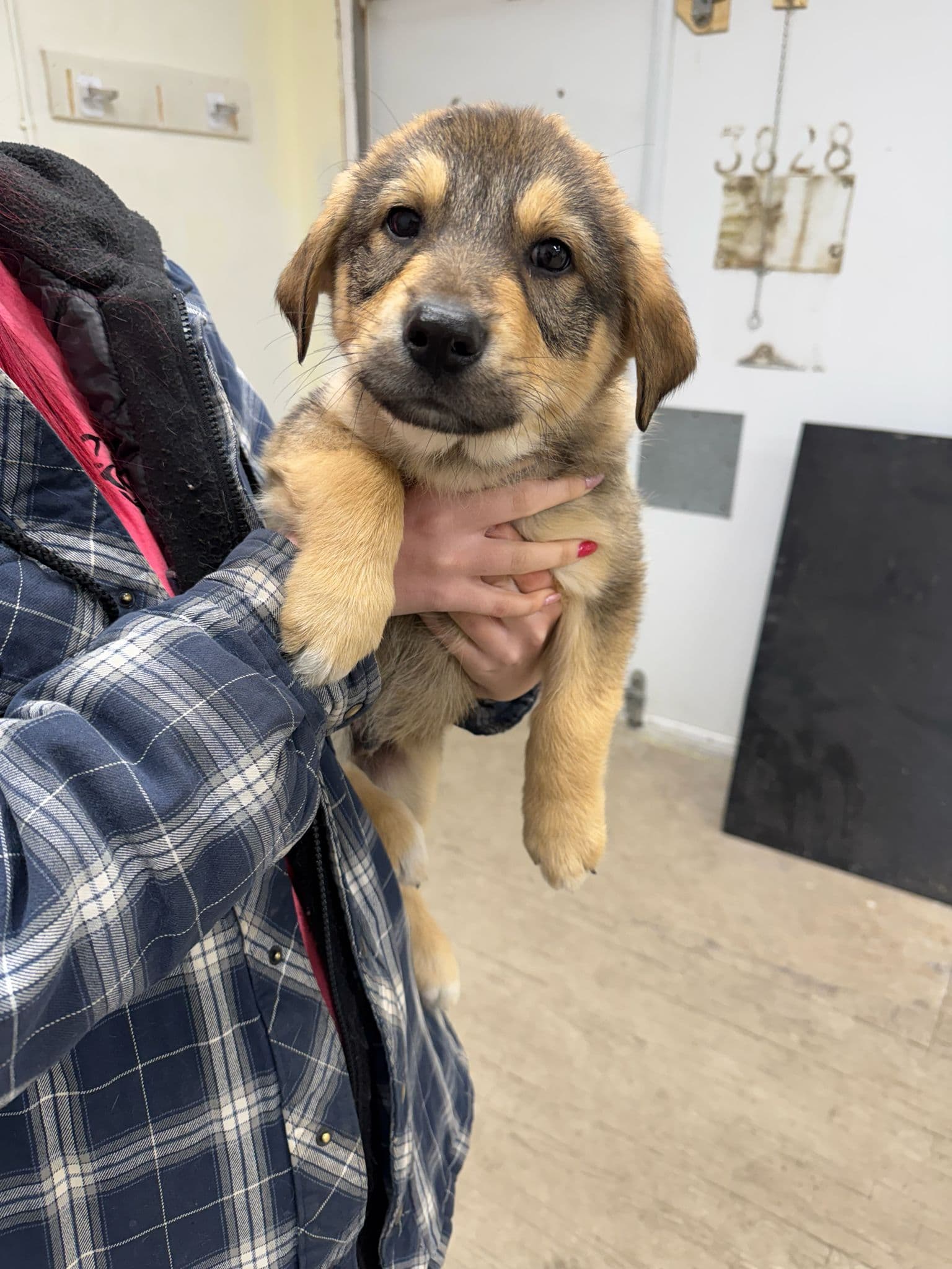 Brioche - Shepherd Mix available for adoption in Calgary