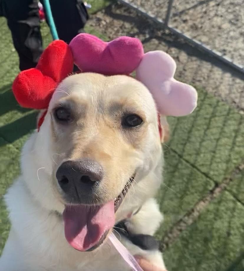 Cemita - Retriever Mix available for adoption