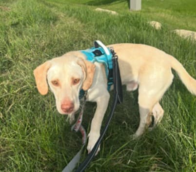 Churro - Retriever Mix available for adoption