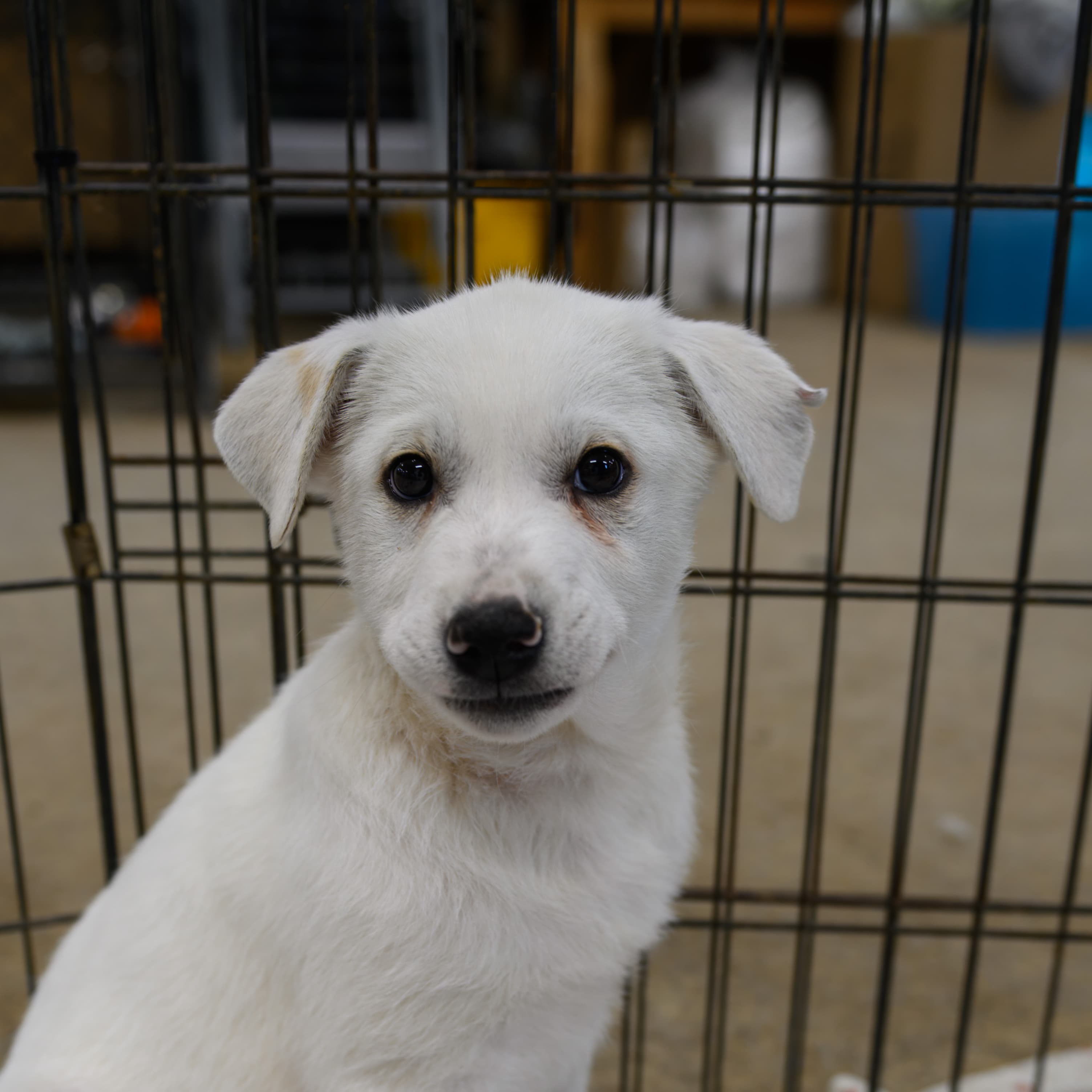 Lobster - Great Pyrenees Mix available for adoption in Alberta