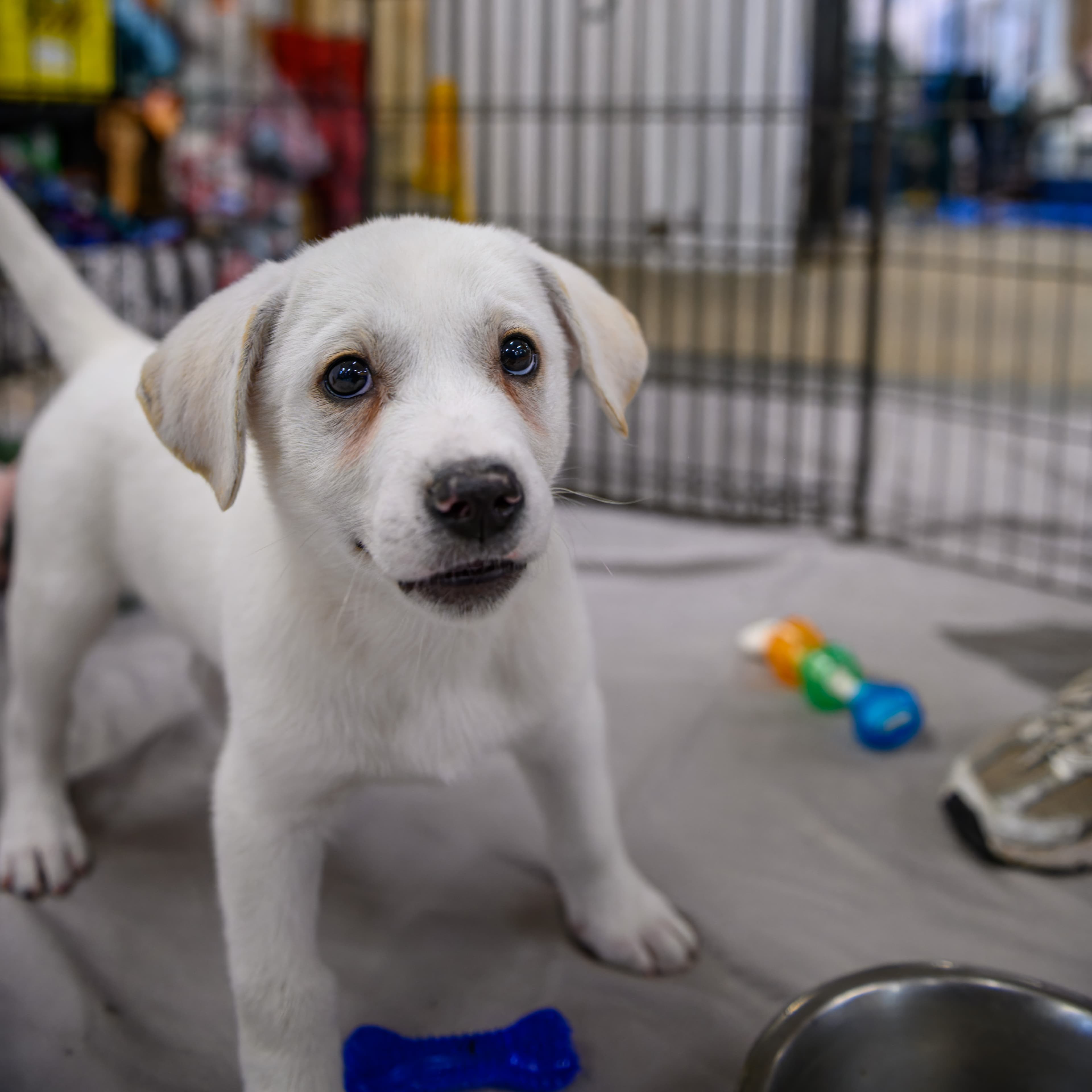 Shrimp - Great Pyrenees Mix available for adoption in Alberta