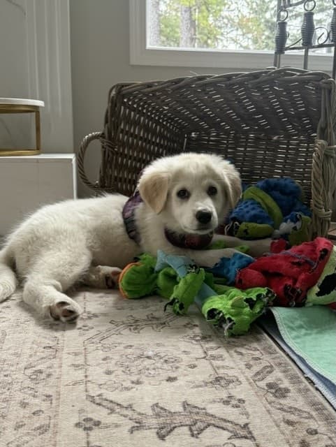 Bat Star - Great Pyrenees Mix available for adoption in Alberta