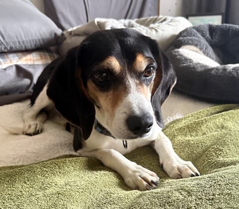 Bear - Beagle available for adoption in Calgary